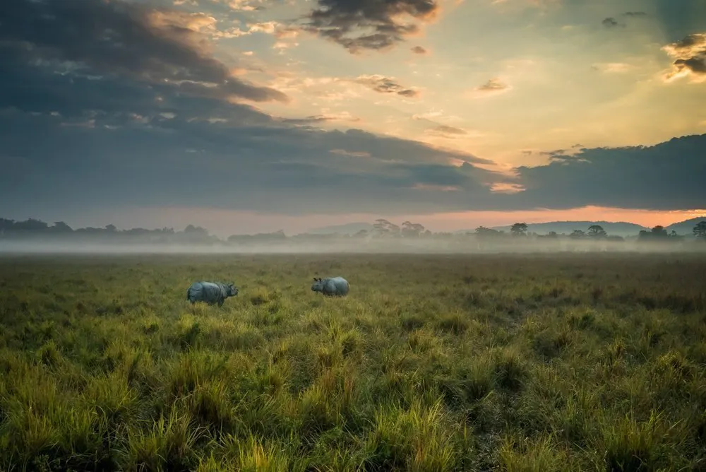 Kaziranga Landscape